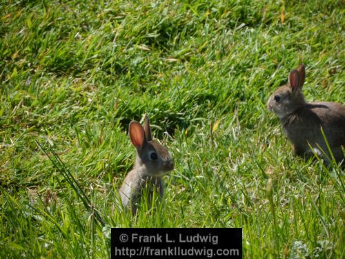 Rabbits in Carrowmore